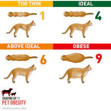 Royal Canin Uk On Twitter Look Feel Weigh Do You Know Your Cat Enough To Know Their Ideal Weight Identify Your Cat S Ideal Shape With Look Feel Weigh What Score Would You