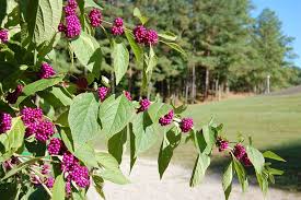 Tree with purple flowers texas. 30 Native Plants For Texas By Region Lawnstarter