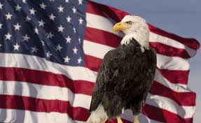 Ah The Bald Eagle Majestic Symbol Of The United States Of America It S The Epitome Of Grace And Power Bald Eagle Eagles Balding