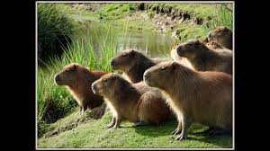 Secuestraron armas y animales que habían sido cazados previamente. Gran Manada De Carpinchos En La Reserva Del Parque Santa Teresa Youtube
