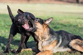 Can German Shepherd And Labrador Live Together Pets Byte