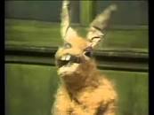 Image result for hartley hare