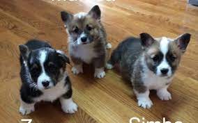Discover all you need to know about them. Pembroke Welsh Corgi Puppies By Bingo S Kennel In Vernal Ut Alignable