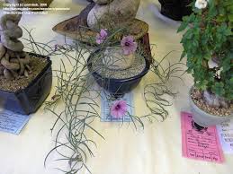 Image result for Ipomoea bolusiana