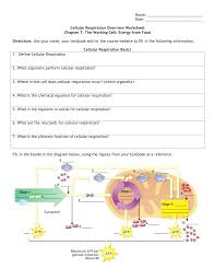 What is the chemical equation of cellular respiration? Cellular Respiration Overview Worksheet