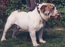 The dog can be easily confused for the olde victorian bulldog. What You Should Know About English Victorian And Olde Tyme Bulldogs Pethelpful
