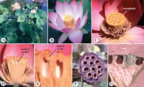 Image result for Usteria guineensis