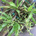 Image result for Kylicanthe