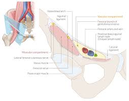 1 hip anatomy, function and common problems. Pelvis And Hip Joint Amboss