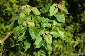 Image result for Croton megalobotrys