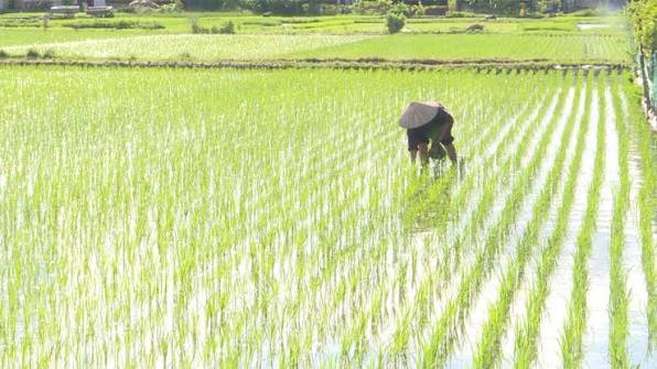 Chăm sóc lúa vụ Mùa - Báo Nam Định điện tử