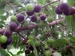 Image result for Dovyalis