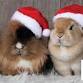 RRMN Romp & Spa/Nail Trim Event and Photo Booth  event image