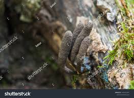 Image result for Xylaria polymorpha