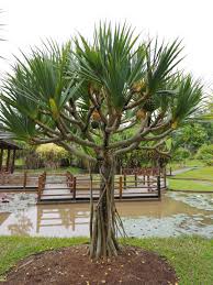Image result for Pandanus