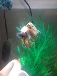 Of course, i did it properly and added all the products necessery, but since then he is very active and seems to 'stretch' himself. Betta Fish He Looks Mad Flake Food