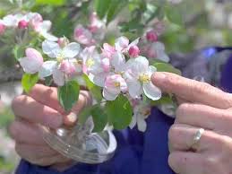 In order for fruit to develop, pollination must occur at blossom time. Pollination Methods Fruit Trees Youtube