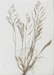 Image result for Eragrostis sclerantha