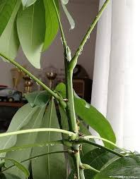 Image result for pachira obrázek