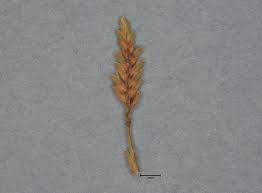 Image result for Cyperus tenuispica
