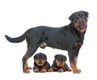 Rottweiler Lifespan Helping Your Rottie Live Longer A Love Of Rottweilers