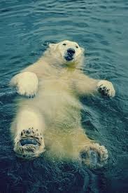 Image result for polar bears swimming | Animals wild, Animals beautiful, Polar  bear