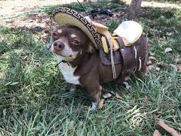 A short and sweet name for a female dog. 170 Mexican Dog Names Inspired By Food Places People