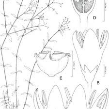 Image result for Kohautia confusa