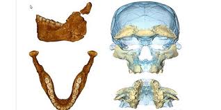 Une Nouvelle Grande Decouverte Scientifique Vient De Produire Au Maroc Une Equipe Internationale Dirigee Pa Paleontologie Decouverte Scientifique Archeologie