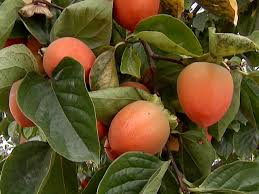 Try to catch a much fruit as you want to gain more points. Tips And Tools For Harvesting Fruit Hgtv