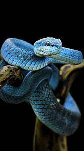 Download Blue Snake Wallpaper By Susbulut 67 Free On Zedge Now Browse Millions Of Popular Black Wallpapers And Ringtone Snake Wallpaper Pet Snake Animals