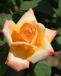 Pin By Famil Qasimli On Rozy Beautiful Roses Growing Roses Rose Pictures