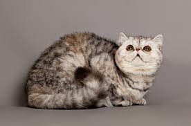There are 320 exotic persian cat for sale on etsy, and they cost $15.46 on average. Exotic Shorthair Information And Pictures Petguide