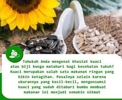 Bunga matahari adalah bunga cantik berwarna kuning cerah yang tinggi batangnya dapat mencapai 1 hingga 4,5 meter. Manfaat Kuaci Atau Biji Bunga Seputar Kesehatan Facebook