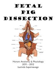 If Your Pig Is Female
