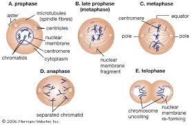 Pin By Science Education On Cells Cells Activity Cell Biology Notes Plant Cell Model