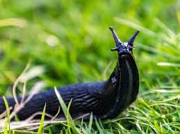 Just one slug in a garden can do major damage with their 27,000 teeth munching away at your favorite garden plants. Keep The Slugs Away Naturally The Portugal News