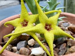 Image result for Orbea caudata