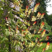 Eingeführten flagge bis auf die entfernung der königskrone vom wappen. Spanska Flaggan Exotic Love Ettariga Blommor Ipomoea Lobata Impecta
