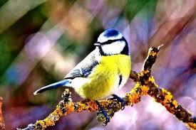Sie gehört zu unseren einheimischen vogelarten. Die Blaumeise Bund Naturschutz In Bayern E V