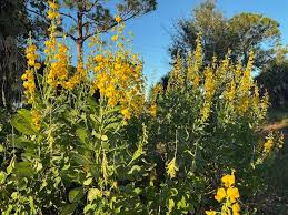 Image result for Crotalaria spectabilis