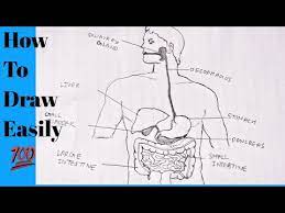 Farming stemterprise projects take children through each stage of setting up a farm shop business: How To Draw Human Digestive System Labelled Diagram Digestive System Diagram Easily Draw Youtube