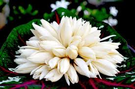 Cambodian Flowers Beautiful Flowers White Flowers Flowers