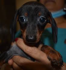 Pet adoption and rescue powered by. Dachshund Dog For Adoption In Seattle Wa Adn 699508 On Puppyfinder Com Gender Female Age Baby Dog Adoption Dachshund Dog Dachshund Adoption