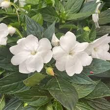 Image result for Impatiens burtonii