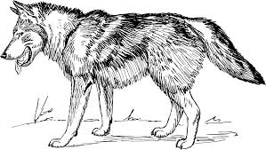 Learn to draw a gray wolf with easy to follow instruction along with images. Download Illustration Of A Wolf Clip Art Black And White Wolf Png Image With No Background Pngkey Com