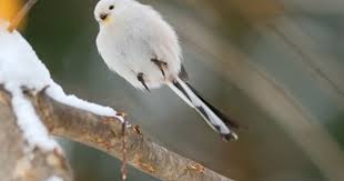 Korean Crowtit Pretty Birds Beautiful Birds Cute Birds