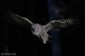 Tall Grey Bird With Black And White Head Google Image Result For Http Robmckayphotography Com Wp Content Uploads 2010 07 Great Grey Owls Night Flight Jpg Great Grey Owl Gray Owl Owl