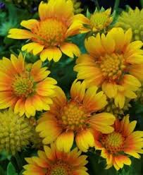 The photograph in this book only. Gaillardia How To Grow Gorgeous Blanket Flower Garden Design