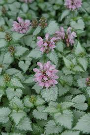 Pink Chablis Spotted Dead Nettle Lamium Maculatum Checkin At Dutch Growers Garden Centre Silver Plant Ground Cover Plants Garden Center